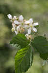 Northern dewberry